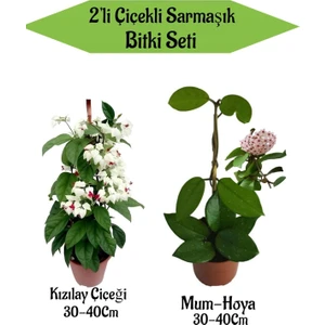Bitkim Sende 2'li Set Kızılay Çiçeği+ Mum ( Hoya) Çiçeği