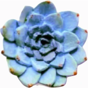 Mini Minyatür 4,5cm Sukulent Çiçek Silikon Kalıp K-711, Kokulu Taş Sabun Alçı Mum Kalıbı