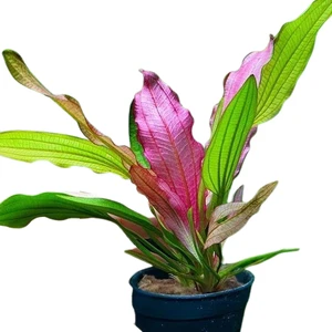 İthal Bitki Echinodorus Miracle Saksı Canlı Bitki