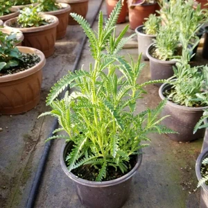 Salon Için Lavanta Fidanı 1 Adet 5-15 cm Intermedia