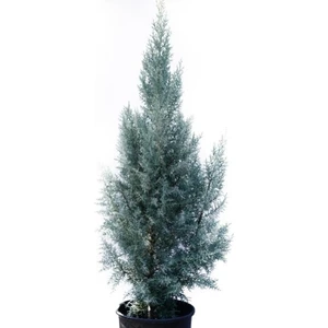 Cupressus Arizonica Mavi Servi Selvi Fidanı 15-25 cm