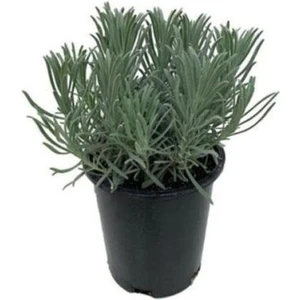 1 Yaş 10-20 cm Saksıda Lavanta Fidanı