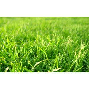 Kazak Seeds Ithal Çim Tohumu 4 Lü Karışım 7 Günde Çimlenir 1 Kğ