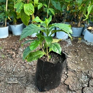 Reyon Bahçe Sınırlı Stok Bourbon Kahve Fidanı (Küçük Boy, Tüplü)