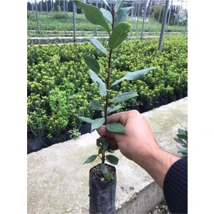 Fidan Marketi Defne Fidanı