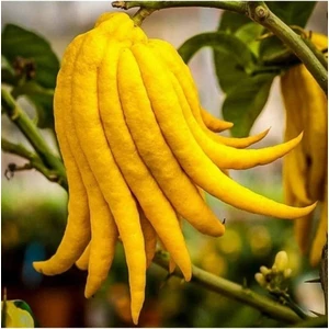 Buda'nın Eli Limon Fidanı Yaş 3 Boy 100-140 cm