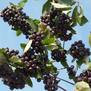 Bedava Kargo Nero Siyah Aronya Aronia Chokeberry Fidesi Paper Potta (15-20 Cm) 5 Adet