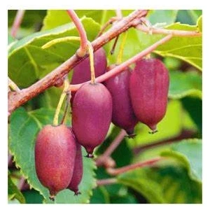 Yağmur Peysaj Kivi Fidanı Mini Kivi Bordo Actinidia Arguta Kens Red