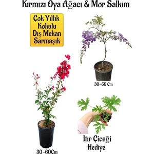 Bitkim Sende Kırmızı Oya Ağacı Fidanı+Mor Salkım Ağacı Fidanı Itır Çiçeği Bahçe Peyzaj Seti