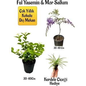 Bitkim Sende Kokulu Ful Yasemin Çiçeği+Mor Salkım Ağacı Fidanı Kurdele Çiçeği Peyzaj Seti