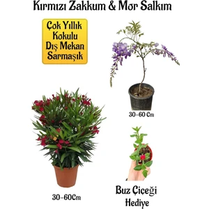 Bitkim Sende Kırmızı Zakkum Fidanı+Mor Salkım Ağacı Fidanı Buz Çiçeği Bahçe Peyzaj Seti