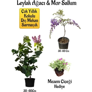 Bitkim Sende Yoğun Kokulu Leylak Ağacı Fidanı+Mor Salkım Ağacı Fidanı Mezem Çiçeği Peyzaj Seti
