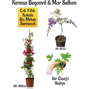 Bitkim Sende Kırmızı Begonvil Çiçeği+Mor Salkım Ağacı Fidanı Itır Çiçeği Bahçe Peyzaj Seti