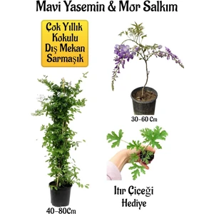 Serada Decor Plant Mavi Yasemin Çiçeği+Mor Salkım Ağacı Fidanı Itır Çiçeği Peyzaj Seti