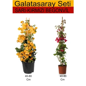 Bitkim Sende Takım Seti Sarı Begonvil+ Kırmızı Begonvil Dış Mekan Bitkileri