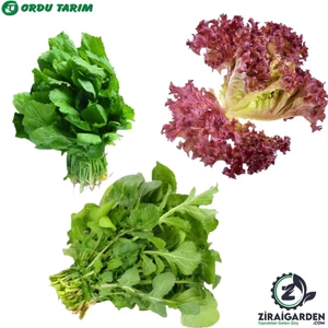 Kırmızı Marul 2 Gr-Bursa Tohum Bt Bu-Rok Roka 25GR-BU-TER Tere Otu 25GR 3lü Tohum Seti