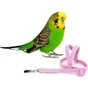 Ozzi Petshop Muhabbet Kuşu Tasması