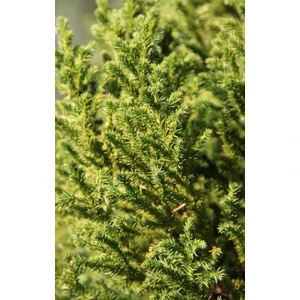 Cryptomeria Japonica Japon Kadife Çamı Fidanı 40/60 cm