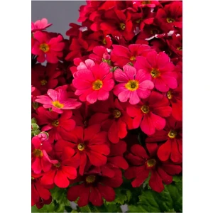 Çermik Fidancılık Mart Çiçeği 3 Tohumu ( Primula Acaulis )
