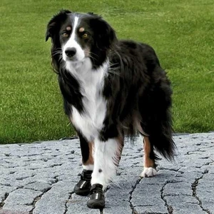 Köpek Yürüyüş Botu   2 Ad.   M  Siyah