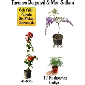 Bitkim Sende Turuncu Begonvil Çiçeği+Mor Salkım Ağacı Fidanı Tül Kuşkonmaz Bahçe Peyzaj Seti
