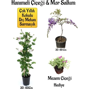 Bitkim Sende Kokulu Hanımeli Çiçeği+Mor Salkım Ağacı Fidanı Mezem Çiçeği Peyzaj Seti