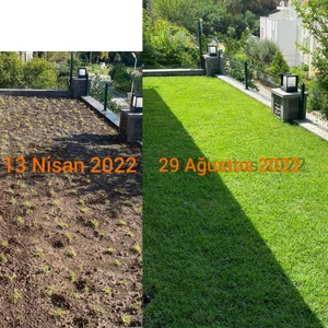 Bahçem Elit Zoysia Japonica Çim Fidesi 31.5 M2 İçin 504 Adet Fide (6 viol)