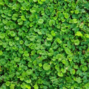 Dlf Fare Kulağı Tohumu-Dichondra Repens 1 kg