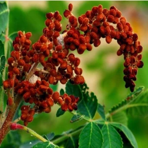 Doğal Sumak Tohumu (20 adet)