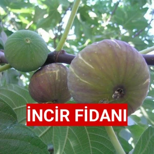Tüplü Yöresel Jumbo Meyveli Karadeniz Patlıcan Inciri Fidanı