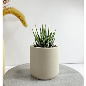 Sukulent Şehri Geometrik Saksı ve Sukulent