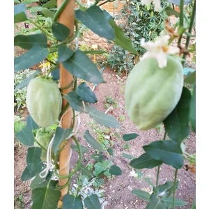 Ağaç Bamyası (Araujia Sericifera) Fidesi 90-140 cm