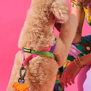 Rainbow Köpek Göğüs Tasması