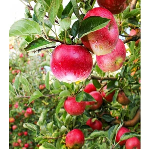 Elma ( Pink Lady ) 150-200 cm Tüplü