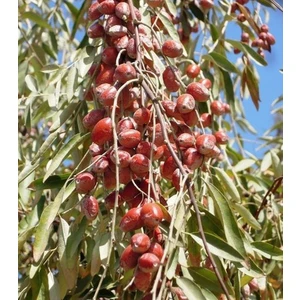 Iğde Fidanı 150-200 cm Tüplü