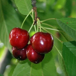 Kiraz ( Sweetheart ) 200-250 cm Tüplü