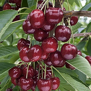 Kiraz ( Napolyon D900 Ziraat ) 200-250 cm Tüplü