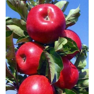 Elma ( Amasya ) 150-200 cm Tüplü