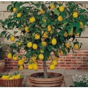 Tüplü Aşılı Yediveren Limon Fidanı 100 / 130 cm