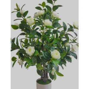 Kamelya Çiçeği Fidanı 70-80 cm