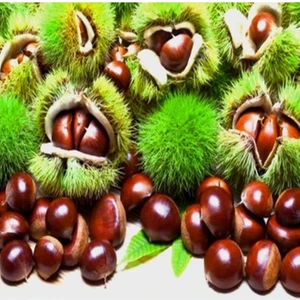 Kestane Fidanı ( Hacı Ömer  ) 100-140 cm Tüplü