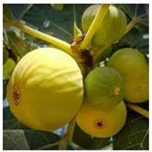 Incir ( Sarı Lob ) 170-200 cm Tüplü