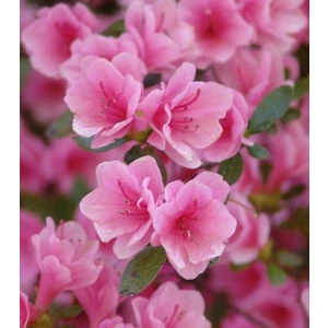 Açelya Çiçeği ( Pembe ) 30-50 cm