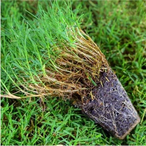 Bermuda Grass Çimi Tohumu (Ithal) (Kurak ve Susuz Alanlara Özel) 1 kg
