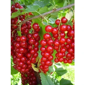 Saksıda 2 Yaş Kırmızı Frenk Üzümü 70-90 cm