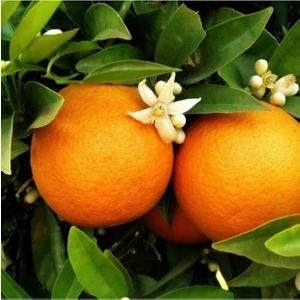 Doğan Fidancılık Tüplü Aşılı Washington (Thomson) Portakal Fidanı - 2 Yaş