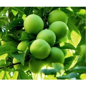 Doğan Fidancılık Papaz Eriği 2 Yaş Tüplü 90-120CM
