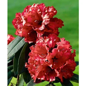 2 Adet Bahçenize Güzellik Katın! Muhteşem Açelya Fidanı