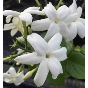 Yaprakları ve Güzelliğiyle Mest Eden Tüplü Arap Yasemini Fidanı