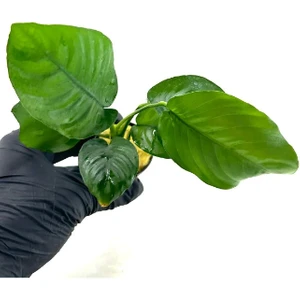 Özden Aquatics 1 Saksı Anubias Barteri Broad Leaf (Dev Anubias) Canlı Akvaryum Bitkisi